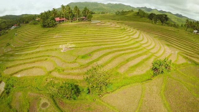 Rice fields of the Philippines. The island of Bohol. Filipino village with houses.