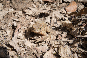 Frosch im Laub