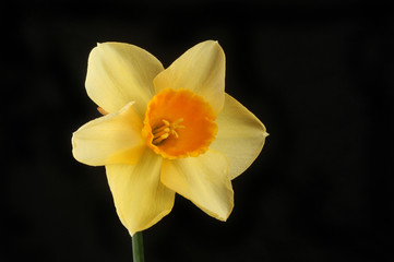 Yellow daffodil against black