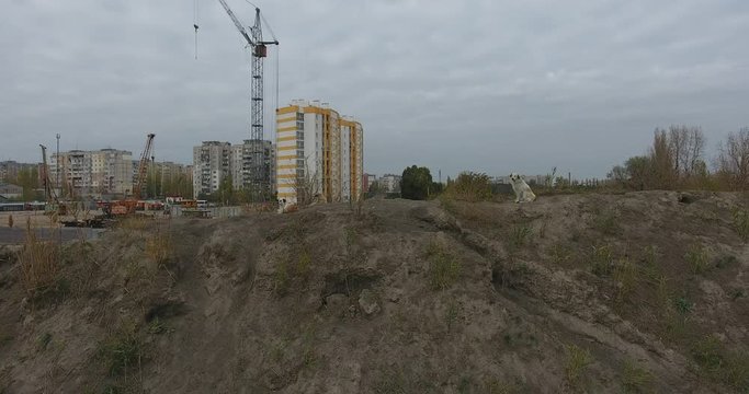 Homeless dogs on hill, Landscape Construction of residential houses, construction site