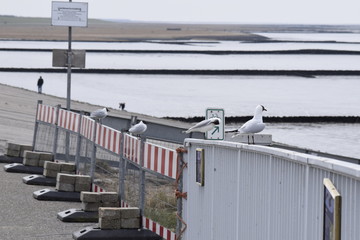 Möwen auf einer Brüstung am Eidersperwerk