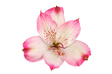 Magenta alstroemeria flower