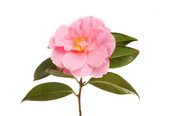 Magenta camellia flower