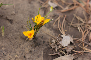 Flowers in the garden. Yellow Crocuses