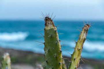 prickly pear over blue sea and sky