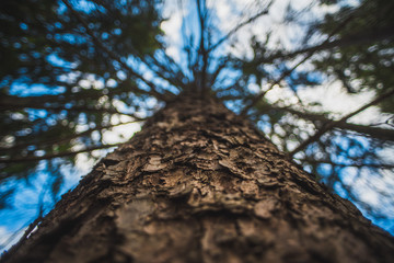 Fototapeta premium Trees and Nature