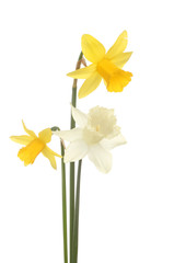 Fototapeta premium Three miniature daffodils