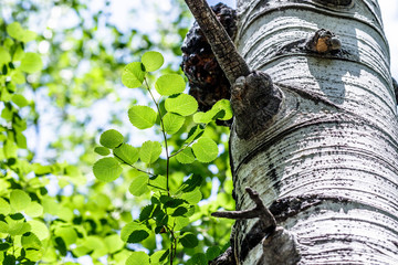 Aspens