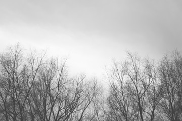 木 自然 モノクロ