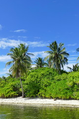 Fototapeta na wymiar Azure beach on Maldive island with green palm trees