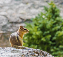 Chipmonk