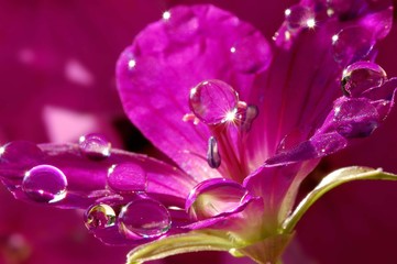 Bright pink delicate flower in drops of rain and dew. Macrophotographies
