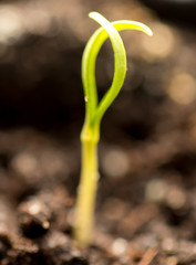 A young sprout of pepper in the ground