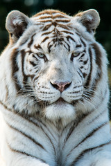 Portrait of a white tiger.