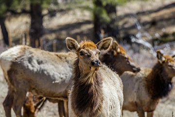 Elk