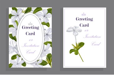 Plumbago auriculata flower on card
