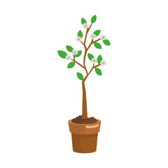 Plant growing on pot vector illustration graphic design