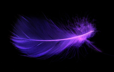 Naklejka premium Blue feather on a black background