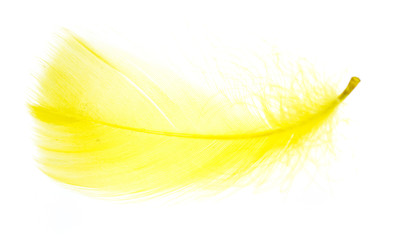 A beautiful yellow feather on a white background