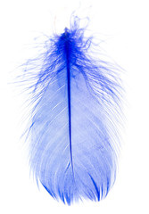 Obraz premium Beautiful blue feather on white background