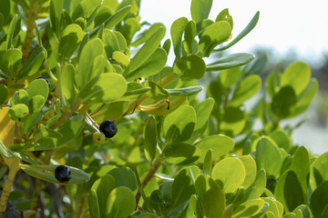 Succulent plants grow at the Beach right on the sand. Their soft Green texture is rather translucent. A few berries can be spotted here and there. 