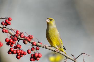 European greenfinch photographed in winter. The colors are highlighted by the sun.