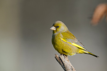 European greenfinch photographed in winter. The colors are highlighted by the sun.