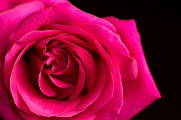 Beautiful red rose on a black background