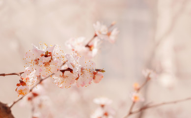 Spring, flowering of trees. Apricot.  Spring flowers. Sunlight