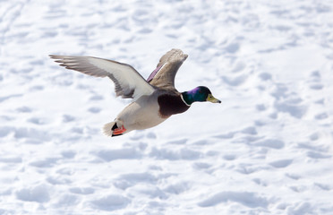 Duck flying against white snow in winter