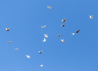 A flock of pigeons are flying in the blue sky