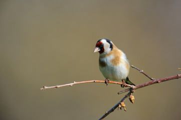 Goldfinch (Carduelis carduelis) photographed in winter, the color of the plumage is highlighted by the sun