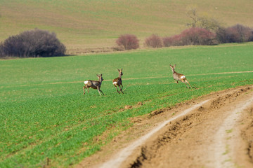three deers run through the green meadow