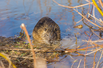nutria eating plants on the shore of a lake