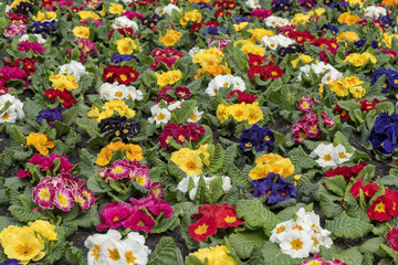 Fototapeta premium Multi-color field of endless spring pansy, nasturtium flower, or garnish flowers filling the ground of the city in The Hague, Netherlands