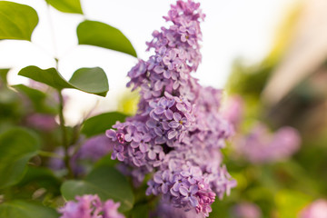Obraz premium Lilac flowers on a tree in spring