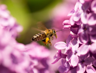 The bee flies on the flowers of the lilac