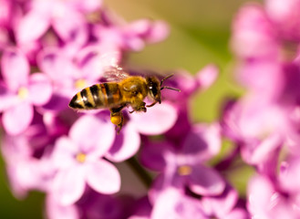The bee flies on the flowers of the lilac