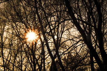 sun in the trees