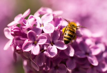 The bee flies on the flowers of the lilac