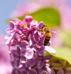 The bee flies on the flowers of the lilac