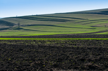 Agricultural field landscape at early spring, the cultivated plants just starts to grow.
