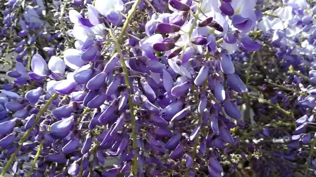 Bonitas glic&iacute;nias roxas em fase de crescimento