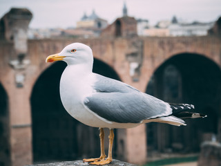 Möwe in der schönen Stadt Rom