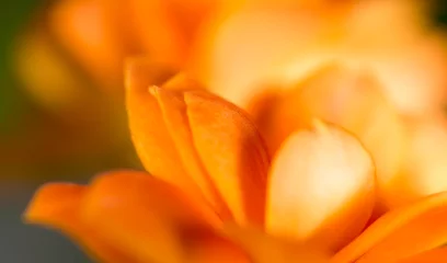 Crédence de cuisine en verre imprimé Fleurs Une petite fleur orange en arrière-plan