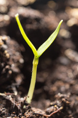 A young sprout of pepper in the ground