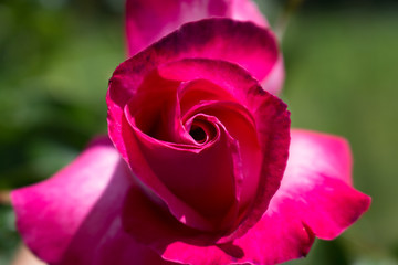 Rose warmed by the sun 