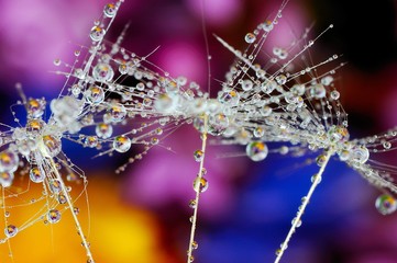 Fireworks of water droplets / Closeup of droplets of rain on dandelion fluff. Looks like fireworks 