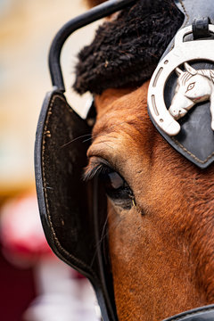 Close-up of eye of a horse