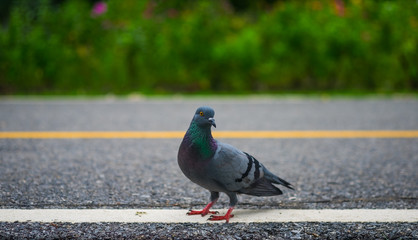 Rock dove bird.